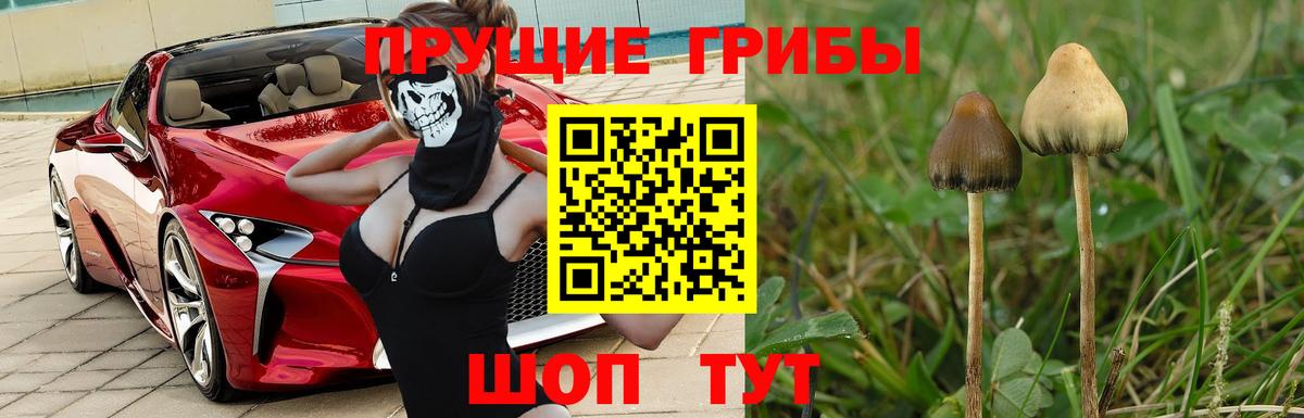 Псилоцибиновые грибы Psilocybe Янаул